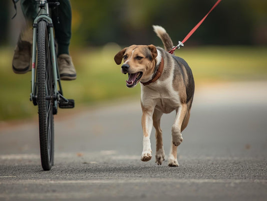 Manejo de perros reactivos o territoriales