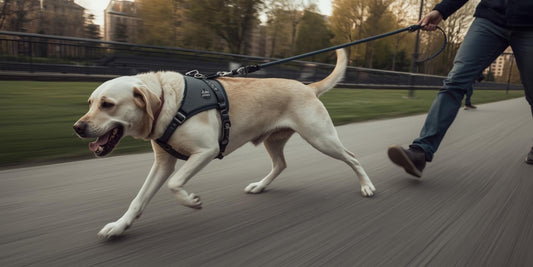 Cómo manejar el tirón de correa con arneses frontales (sin peleas ni frustración)