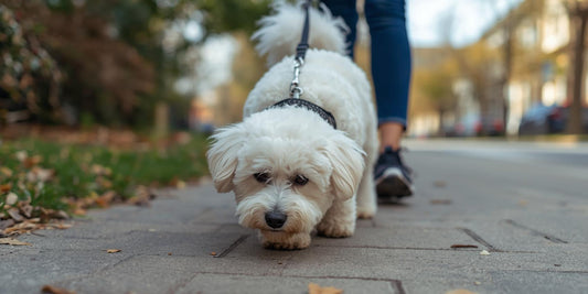 Paseos interactivos: convierte la calle en aprendizaje